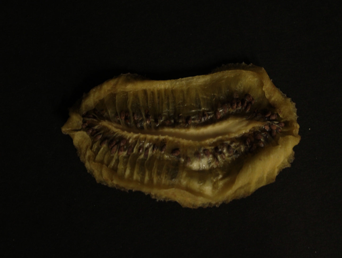 KIWI DESHIDRATADO